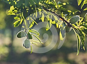 Closeup of beautiful Young almond fruit on almond tree in an almond garden orchard in a kibbutz in Northern Israel, Galilee in