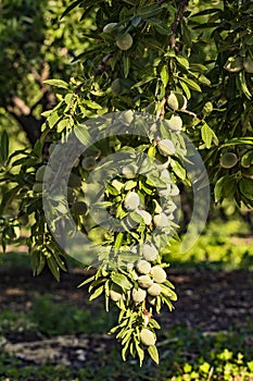 Closeup of beautiful Young almond fruit on almond tree in an almond garden orchard in a kibbutz in Northern Israel, Galilee in