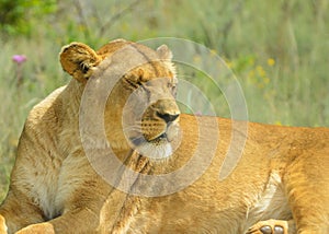 Closeup of a beautiful young brown African Lioness sitting idle during a safari in a nature reserve in South Africa