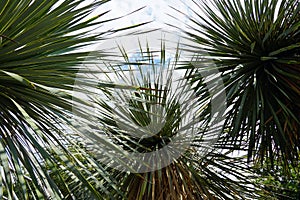 Closeup of a beautiful yucca capensis plant