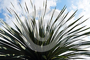 Closeup of a beautiful yucca capensis plant