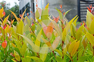 Closeup beauty leaf. Australian Rose Apple, Brush Cherry, Creek Lily Pilly, Creel Satinash with drop of water after the rain