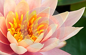 Closeup of beautyful old rose lotus flower