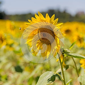 Closeup of a bee approaching a sunflower