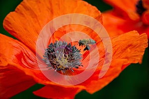 Closeup of a bee on a beautiful red poppy flower in a field