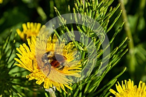 Closeup of a bee on the center of a yellow dandelion collecting nectar in Kenai Alaska