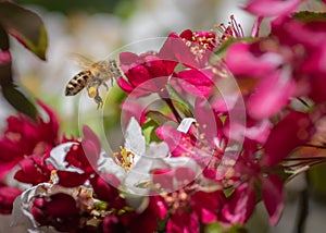 Closeup of bee collecting honey from pink cherry tree flower