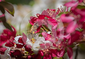 Closeup of bee collecting honey from pink cherry tree flower