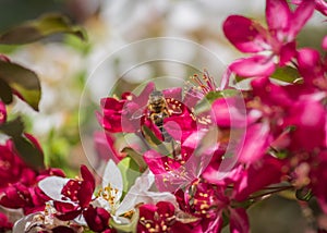 Closeup of bee collecting honey from pink cherry tree flower