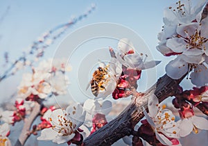 Closeup bee collecting pollen from a blooming apricot tree. Honeybee and spring flowers over blue sky background