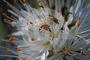 Closeup of a bee collecting pollen on white asphodel flowers