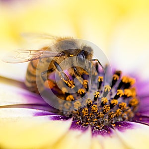 Closeup of bee on colorful flower