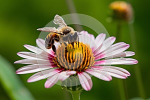 Closeup of bee delicately perched on colorful blooming flower