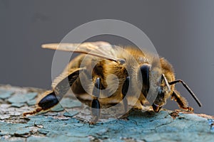 Closeup of a bee