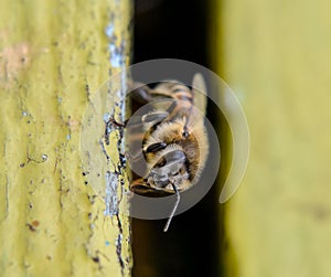Closeup of  bee at the entrance to the hive