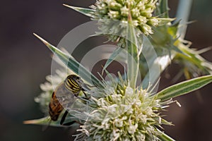 Closeup of a bee (Eristalinus taeniops) collecting pollen from a flower