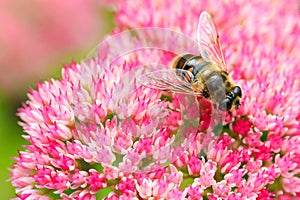 Closeup of a bee on Fette Henne flower photo