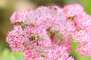 Closeup of a bee on Fette Henne (Sedum spectabile) photo