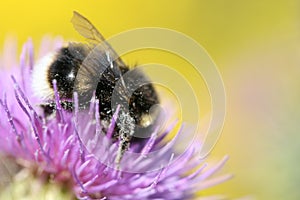 Closeup of bee on flower