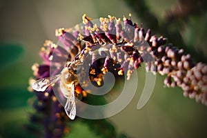 Closeup of a bee on a flower