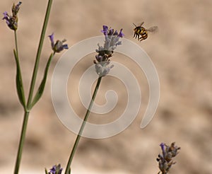 Closeup of a bee flying to a lavanda flower