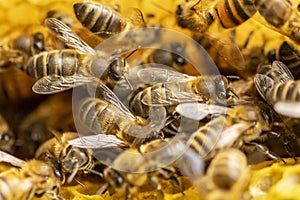 Closeup of bee hive with detail of honeycomb