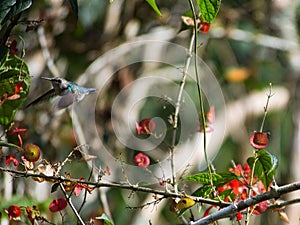 Closeup of a Bee hummingbird gathering nectar from Ochna flower