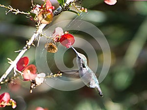 Closeup of a Bee hummingbird gathering nectar from Ochna flower