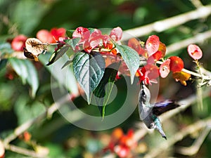 Closeup of a Bee hummingbird gathering nectar from Ochna flower