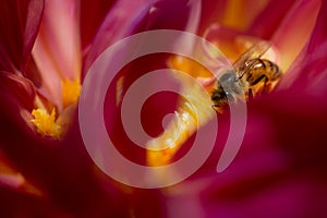 Closeup of bee inside pink Dalia.