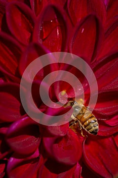 Closeup of bee inside red Dalia.