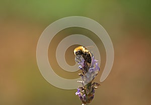 Closeup of a bee on a lavanda flower