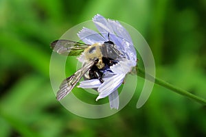 Closeup of a bee on a lavender flower with a green background