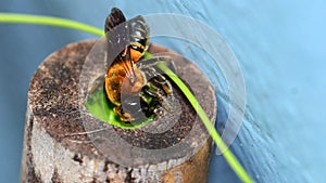 Closeup of bee make nest on bamboo