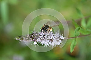 bee on mint flower