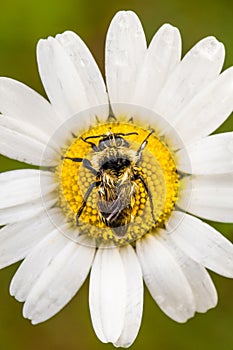 Closeup of a Bee Perfectly Centered on a Daisy Flo