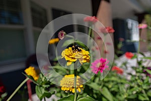 Closeup of a bee pollinating on beautiful flowers in a garden