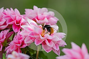 Closeup of a bee pollinating on beautiful pink dahlia flowers