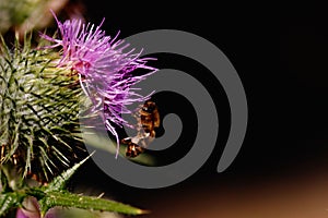Closeup of bee pollinating flower