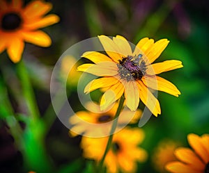 Closeup of a bee pollinating a flower