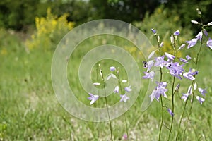 Closeup of a bee pollinating Harebell flowers growing in a green field in sunlight
