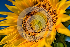 Closeup of a bee pollinating sunflower