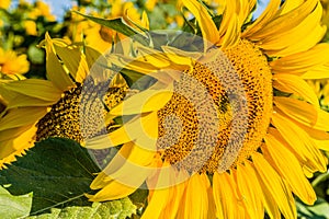 Closeup of a bee pollinating sunflower