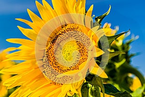 Closeup of a bee pollinating sunflower