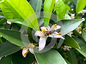 Closeup of a bee pollinating white blossom, with green leaves