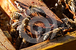 Closeup bee portrait on honeycomb in beehive. Apiculture concept