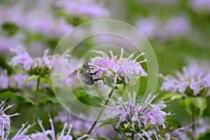 Closeup of bee on purple flower