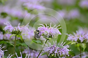 Closeup of bee on purple flower
