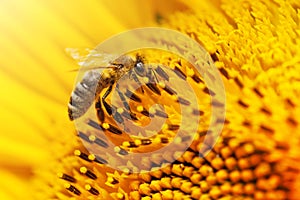Closeup bee on a sunflower