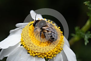 Closeup of a bee on vibrant daisy flower in a garden drinking nectar